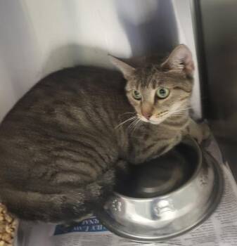 If11 Boots -  Domestic Short Hair Cat for Adoption in Lawrenceville, Georgia - If11 Boots | PetCurious