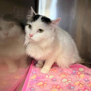 Domestic Short Hair Cats Available for Adoption in Indianapolis, Indiana - Noni | PetCurious