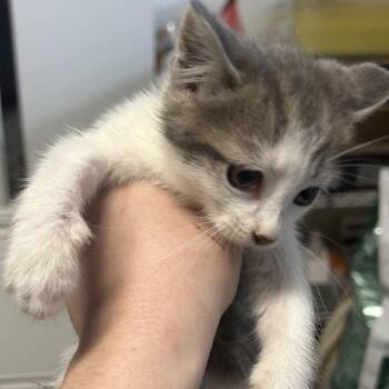 JADE -  Domestic Short Hair Cat for Adoption in Richmond, California - JADE | PetCurious