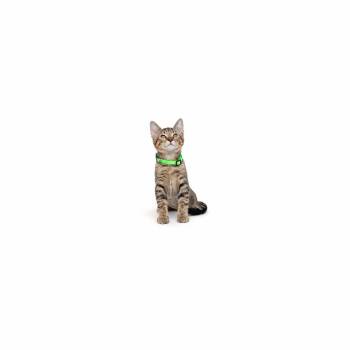 Victoria -  Domestic Short Hair Cat for Adoption in Los Angeles, California - Victoria | PetCurious