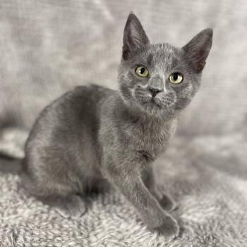 Reefer - Andrea foster -  Domestic Long Hair Cat for Adoption in Social Circle, Georgia - Reefer - Andrea Foster | PetCurious