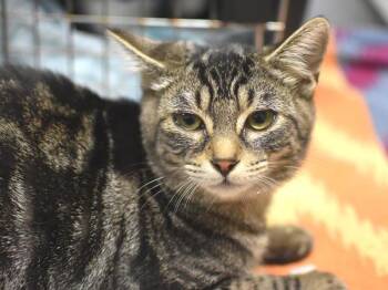 Jazzy -  Domestic Short Hair Cat for Adoption in Portland, Oregon - Jazzy | PetCurious