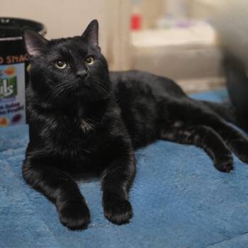 Domestic Short Hair Cats Available for Adoption in Lincoln, Nebraska - Toast | PetCurious