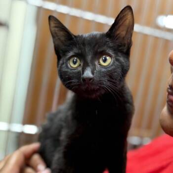 Harry -  Domestic Short Hair Cat for Adoption in Sunrise, Florida - Harry | PetCurious