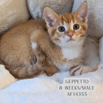 Domestic Long Hair Cats Available for Adoption - Geppetto | PetCurious