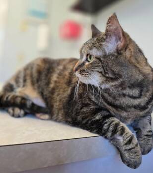 Rescue Domestic Short Hair Cats for Adoption in Buena Vista, Virginia - Georgie | PetCurious