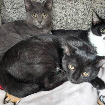 Post-It -  Domestic Short Hair Cat for Adoption in Walker, Michigan - Post-It | PetCurious