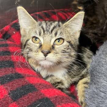 Doc -  Domestic Short Hair Cat for Adoption in Roanoke, Virginia - Doc | PetCurious