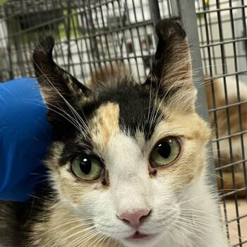 Sparkles -  Domestic Short Hair Cat for Adoption in Las Cruces, New Mexico - Sparkles | PetCurious