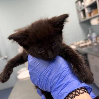 Ehlers -  Domestic Short Hair Cat for Adoption in Greensboro, North Carolina - Ehlers | PetCurious