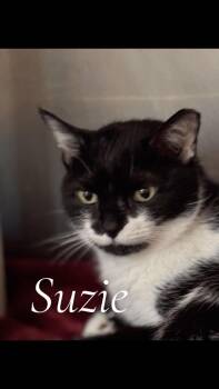 Domestic Short Hair Cats Available for Adoption in Cambridge, Maryland - Suzy | PetCurious