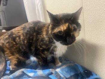 Mocha -  American Shorthair Cat for Adoption in Cashiers, North Carolina - Mocha | PetCurious