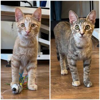 Rescue Domestic Short Hair Cats for Adoption in Stoughton, Wisconsin - Nimbus & Lacie (bonded Siblings) | PetCurious