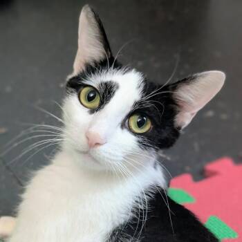 Tsunade -  Domestic Short Hair Cat for Adoption in Cumming, Georgia - Tsunade | PetCurious