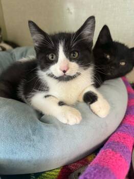 Timmy -  Domestic Short Hair Cat for Adoption in Marion, Ohio - Timmy | PetCurious