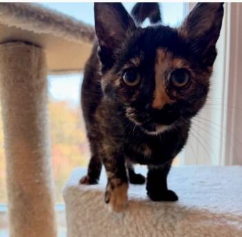 Rescue Domestic Short Hair Cats for Adoption in Clinton, South Carolina - Reny | PetCurious