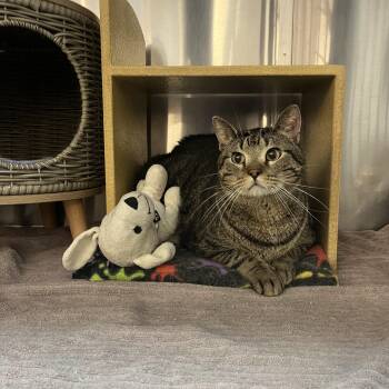 Domestic Short Hair and Tabby Cats Available for Adoption in Omaha, Nebraska - Arlo | PetCurious