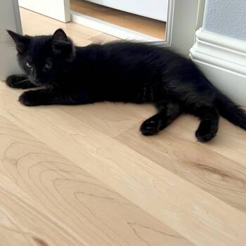 Himalia -  Domestic Medium Hair and Domestic Short Hair Cat for Adoption in Woodinville, Washington - Himalia | PetCurious