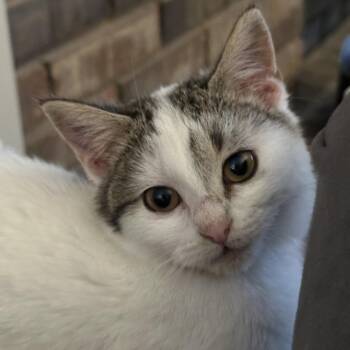 Domestic Medium Hair Cats Available for Adoption - Jingle Bell | PetCurious