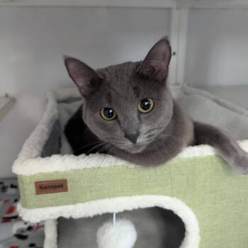 Joyce -  Domestic Short Hair Cat for Adoption in Oconto, Wisconsin - Joyce | PetCurious
