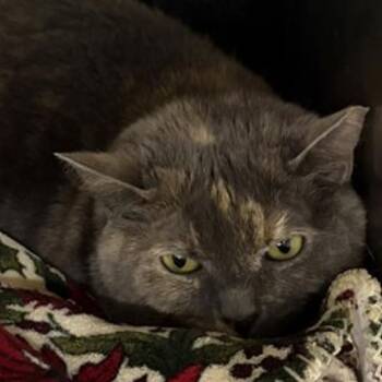 Pepper -  Domestic Short Hair Cat for Adoption in New York, New York - Pepper | PetCurious