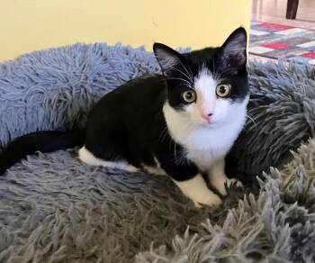 Rogue -  Domestic Short Hair Cat for Adoption in Shippensburg, Pennsylvania - Rogue | PetCurious