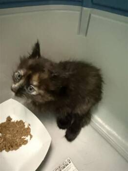 Delilah -  Domestic Short Hair Cat for Adoption in Largo, Florida - Delilah | PetCurious
