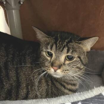 Cinnamon -  Domestic Short Hair Cat for Adoption in York, Pennsylvania - Cinnamon | PetCurious