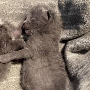 Domestic Medium Hair Cats Available for Adoption in Waldorf, Maryland - Cayenne Pepper | PetCurious