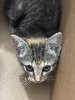 HYUNDAI -  Domestic Short Hair Cat for Adoption in Dallas, Texas - HYUNDAI | PetCurious