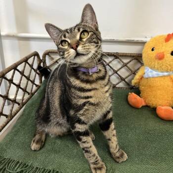 Falcon -  Domestic Short Hair Cat for Adoption in Houston, Texas - Falcon | PetCurious
