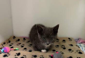 Saphira -  Domestic Short Hair Cat for Adoption in Delson, Quebec - Saphira | PetCurious