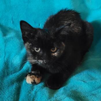 Harriett -  Domestic Short Hair Cat for Adoption in Coos Bay, Oregon - Harriett | PetCurious