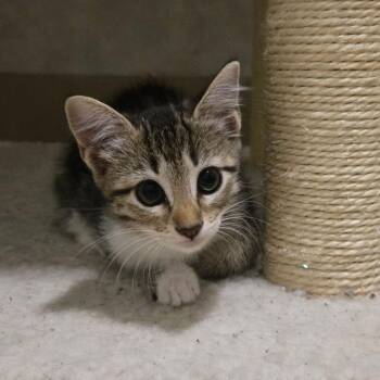 Lefty -  Domestic Short Hair Cat for Adoption in Mansfield, Texas - Lefty | PetCurious