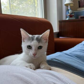 7-Eleven -  Domestic Short Hair Cat for Adoption in Jersey City, New Jersey - 7-Eleven | PetCurious