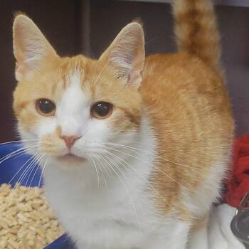 Tyson -  Domestic Short Hair Cat for Adoption in Plover, Wisconsin - Tyson | PetCurious