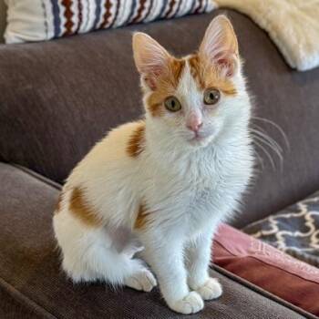 Domestic Short Hair Cats Available for Adoption - Whirligig | PetCurious