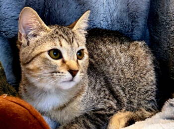 Rescue Tabby Cats for Adoption in Franklin, Tennessee - KITTEN ECHO | PetCurious
