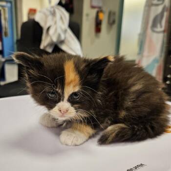 Domestic Short Hair Cats Available for Adoption in Port Townsend, Washington - Dedra | PetCurious