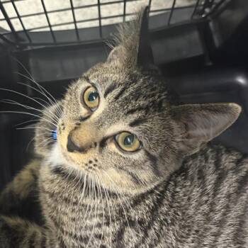 Milo -  Domestic Short Hair Cat for Adoption in Des Moines, Iowa - Milo | PetCurious