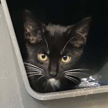 Luke -  Domestic Short Hair Cat for Adoption in Prescott, Arizona - Luke | PetCurious