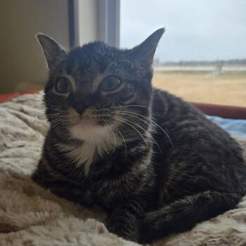 Domestic Short Hair Cats Available for Adoption in Tawas City, Michigan - Chewy 26-066 | PetCurious