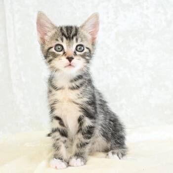 Domestic Short Hair Cats Available for Adoption in Mobile, Alabama - Dexter | PetCurious