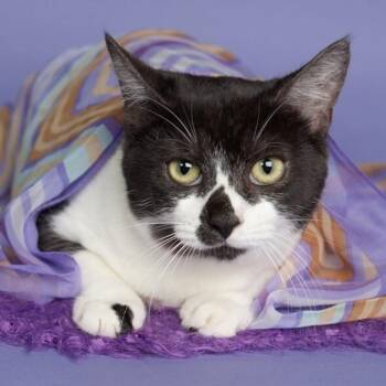 Lily Langtry -  Domestic Short Hair and Tuxedo Cat for Adoption in Friendswood, Texas - Lily Langtry | PetCurious