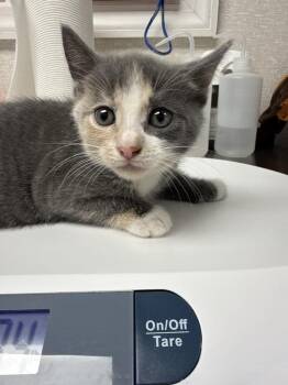 Danica -  Domestic Short Hair Cat for Adoption in Pomona, New York - Danica | PetCurious