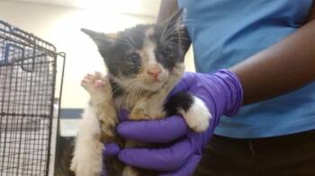 Domestic Short Hair Cats Available for Adoption in Doral, Florida - PEACH | PetCurious