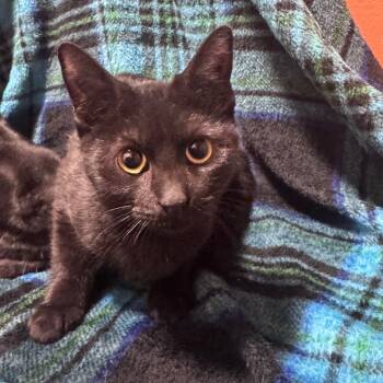 Rescue Domestic Short Hair Cats for Adoption in Inwood, West Virginia - Iris | PetCurious