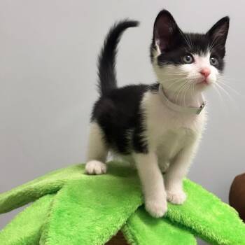 James -  Domestic Short Hair Cat for Adoption in Syosset, New York - James | PetCurious