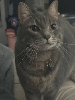 Shimu -  Domestic Short Hair Cat for Adoption in Battle Ground, Washington - Shimu | PetCurious