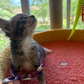 Clove -  Domestic Short Hair Cat for Adoption in Fort Lauderdale, Florida - Clove | PetCurious